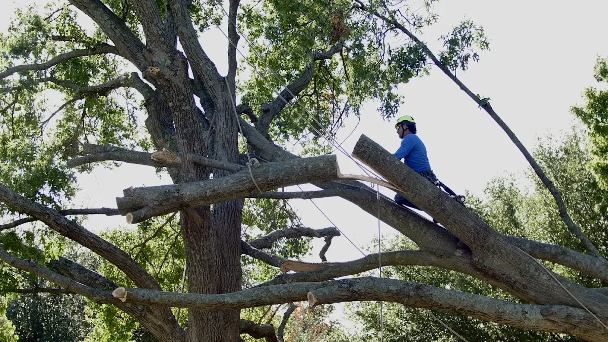 Professional Hazardous Tree Removal performed by certified arborists in Dunn